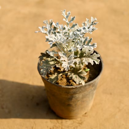 Buy Silver Dust in 6 Inch Nursery Pot Online | Urvann.com
