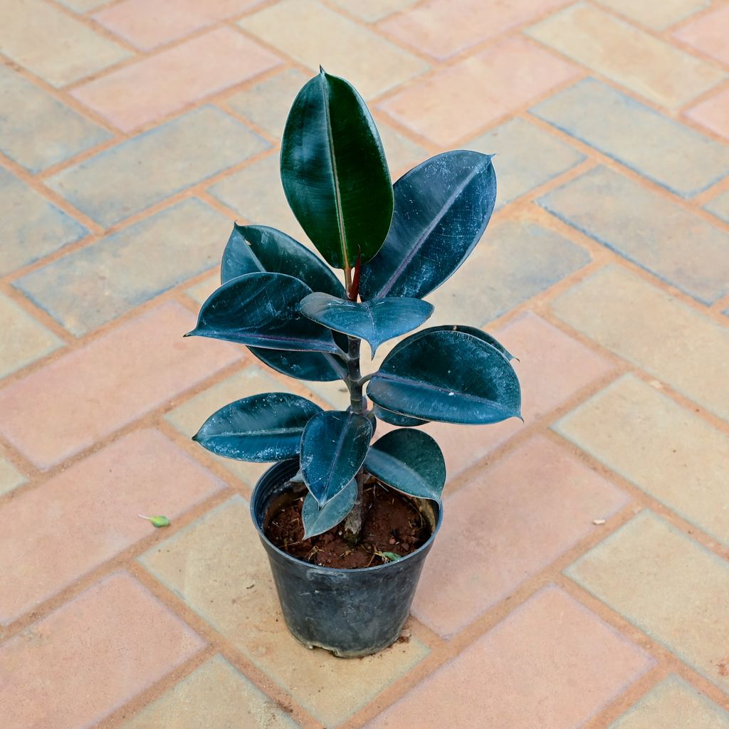 Buy Rubber Black in 5 Inch Nursery Pot Online | Urvann.com Rubber Black in 5 Inch Nursery Pot