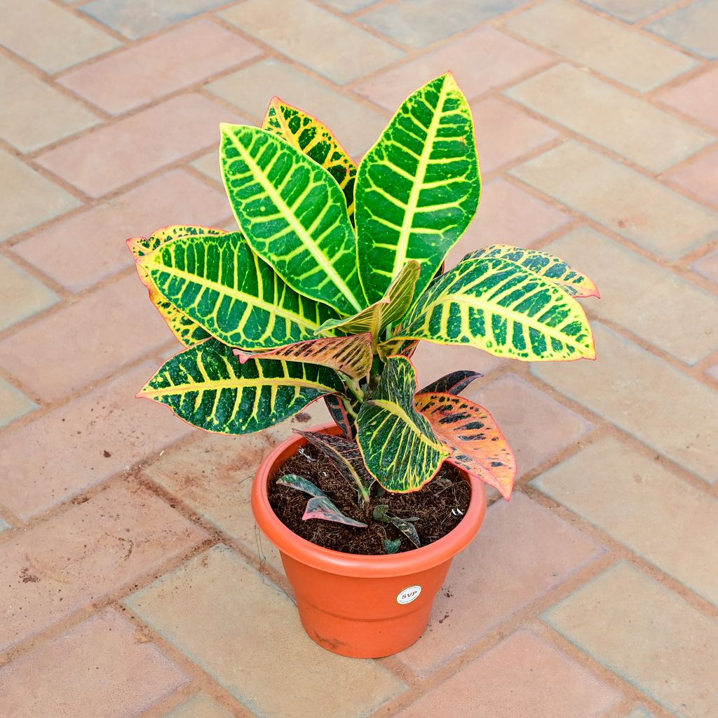 Buy Croton Patra Yellow in 7 Inch Classy Red Plastic Pot Online | Urvann.com Croton Patra Yellow in 7 Inch Classy Red Plastic Pot