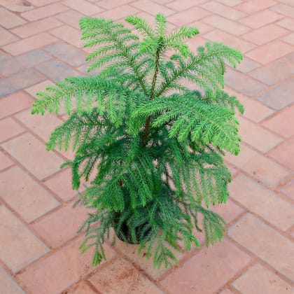 Buy Araucaria / Christmas Tree (~ 1.5 Ft) in 5 Inch Nursery Pot Online | Urvann.com