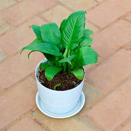 Buy Peace Lily in 6 Inch White Premium Sphere Plastic Pot with Tray Online | Urvann.com