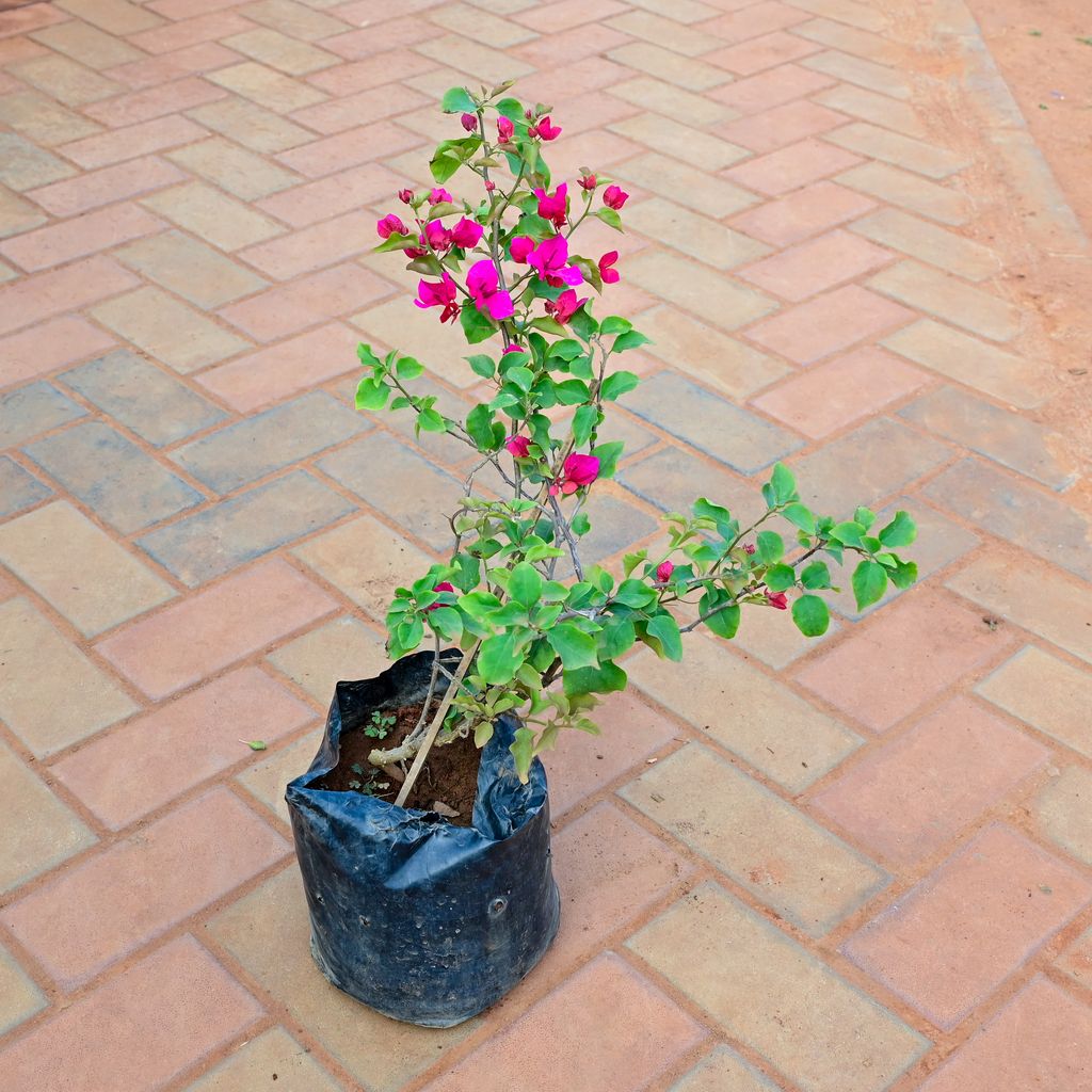Buy Bougainvillea Pink in 5 Inch Nursery Bag Online | Urvann.com Bougainvillea Pink in 5 Inch Nursery Bag