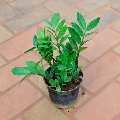 Buy Zz Green in 4 Inch Nursery Pot Online | Urvann.com