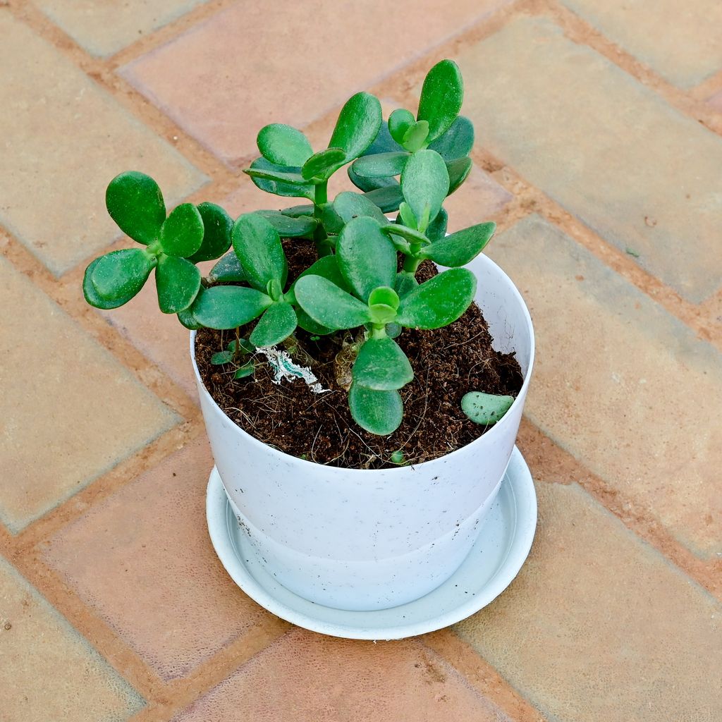 Buy Crassula Ovata Succulent in 6 Inch White Premium Sphere Plastic Pot with Tray Online | Urvann.com Crassula Ovata Succulent in 6 Inch White Premium Sphere Plastic Pot with Tray