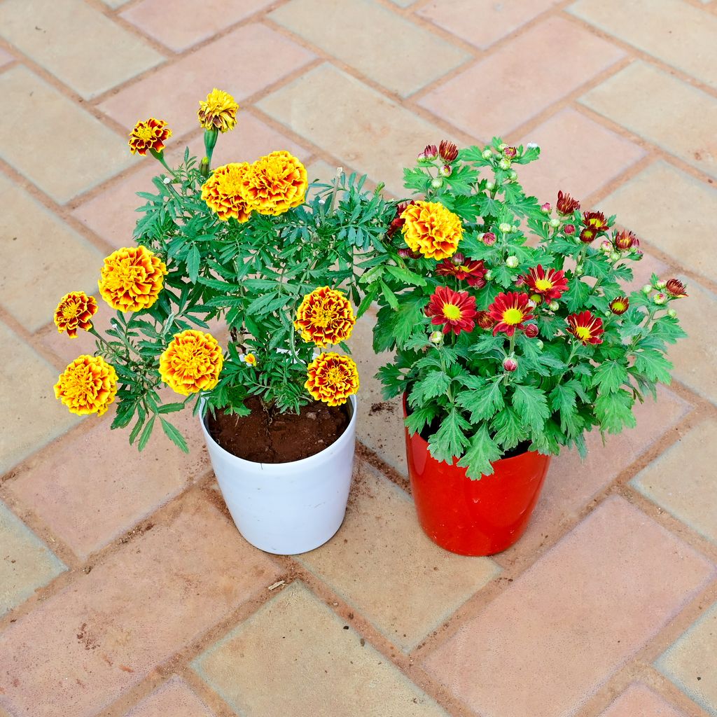 Set of 2 - Marigold / Genda French & Chrysanthemum / Guldawari / Guldaudi (any colour) in 5 Inch Premium Sphere Plastic Pot (any colour)