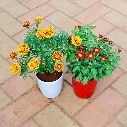 Buy Set of 2 - Marigold / Genda French & Chrysanthemum / Guldawari / Guldaudi (any colour) in 5 Inch Premium Sphere Plastic Pot (any colour) Online | Urvann.com