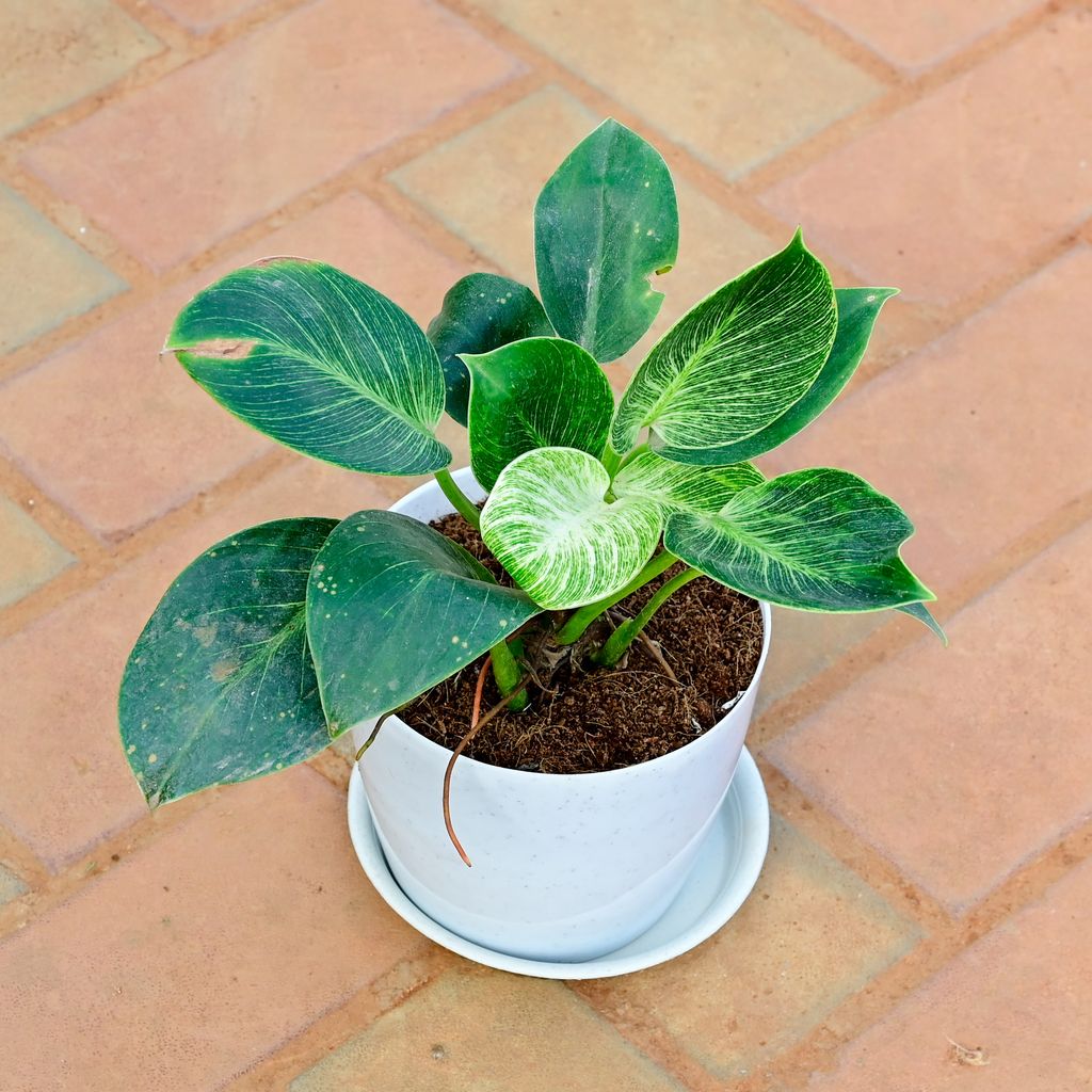 Buy Philodendron Birkin in 6 Inch White Premium Sphere Plastic Pot with Tray Online | Urvann.com Philodendron Birkin in 6 Inch White Premium Sphere Plastic Pot with Tray
