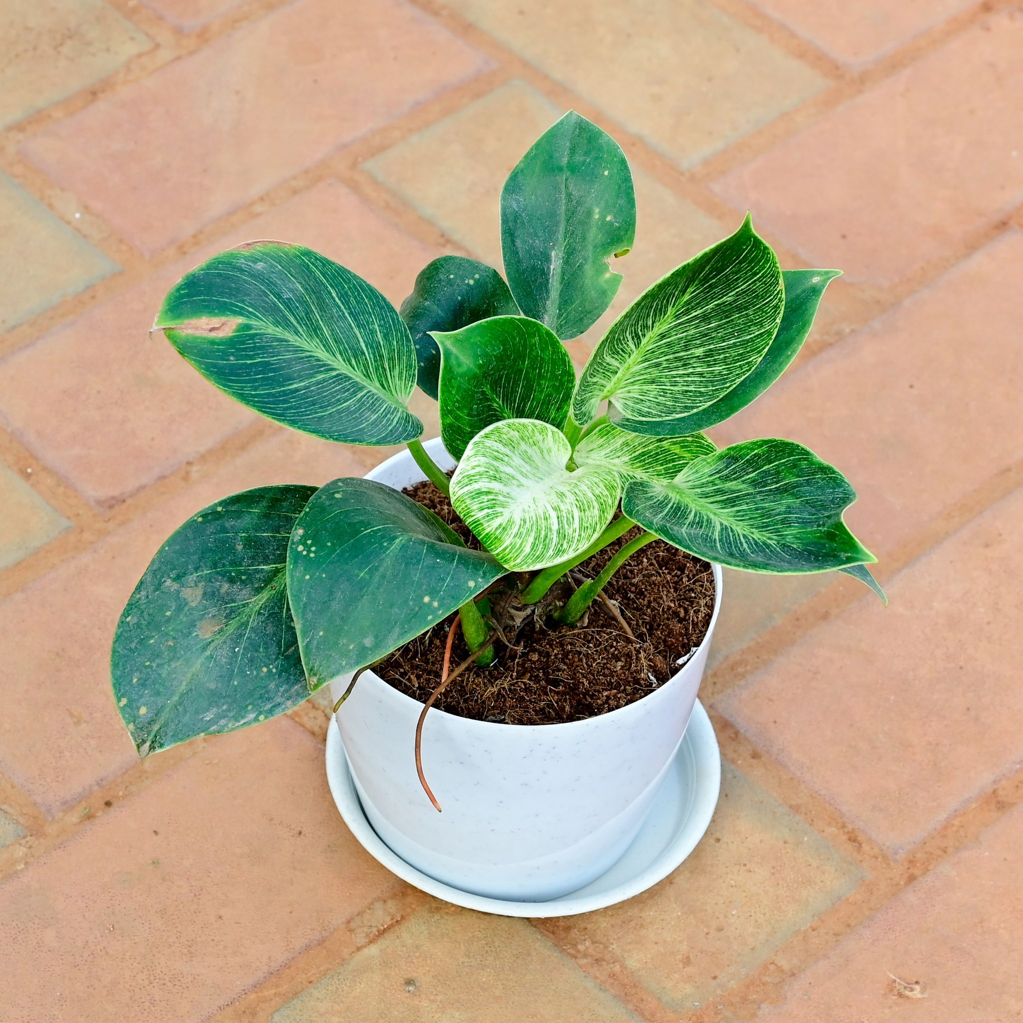 Philodendron Birkin in 6 Inch White Premium Sphere Plastic Pot with Tray