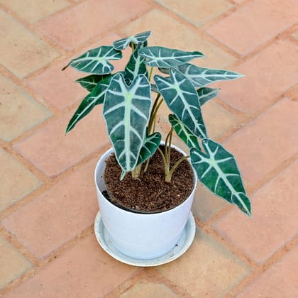 Buy Alocasia in 6 Inch White Premium Sphere Plastic Pot with Tray Online | Urvann.com