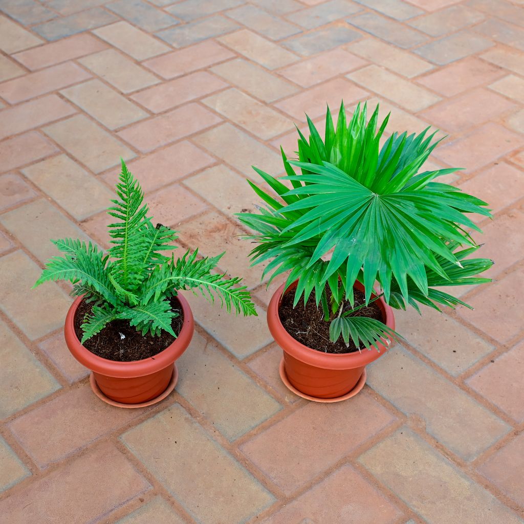Buy Set of 2 - China / Fan Palm & Fern Green in 7 Inch Classy Red Plastic Pot With Tray Online | Urvann.com Set of 2 - China / Fan Palm & Fern Green in 7 Inch Classy Red Plastic Pot With Tray