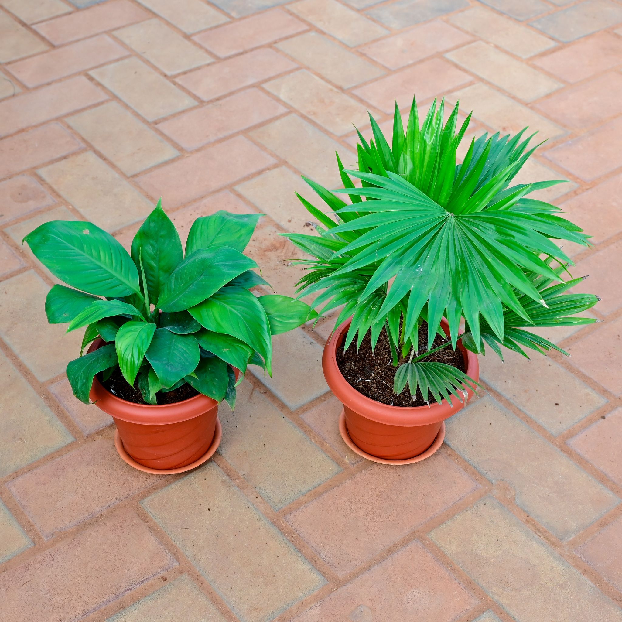 Set of 2 - China / Fan Palm & Peace Lily (any colour) in 7 Inch Red Designer Plastic Pot With Tray