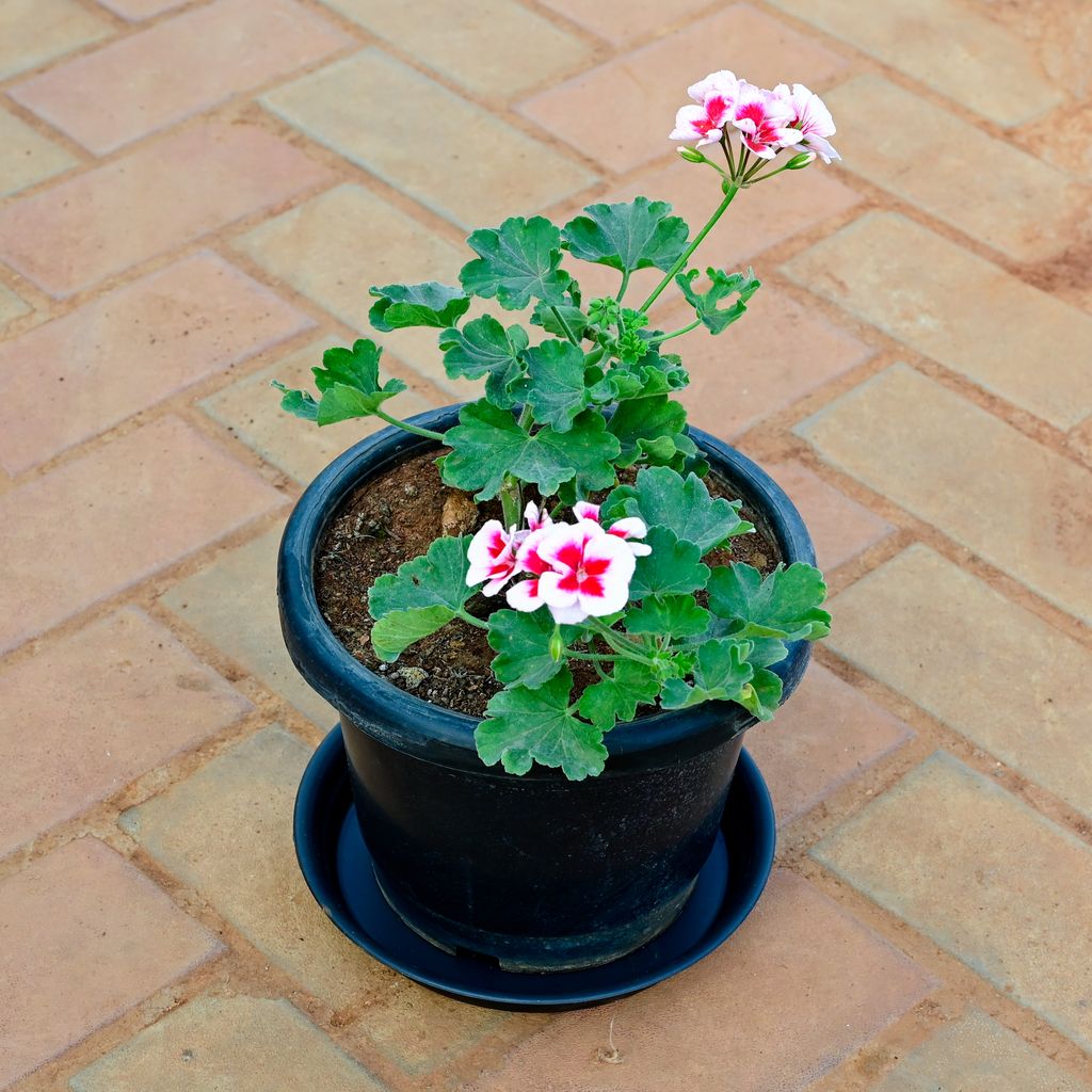 Buy Geranium (Any Colour) in 10 Inch Black Nursery Pot with Tray Online | Urvann.com Geranium (Any Colour) in 10 Inch Black Nursery Pot with Tray