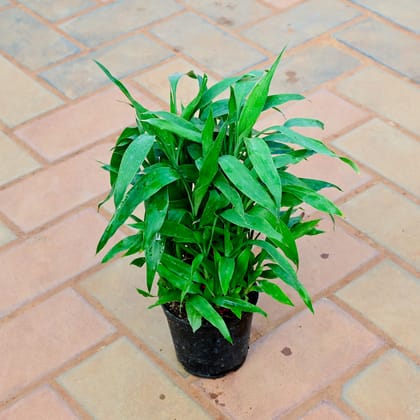 Buy Soil Bamboo in 4 Inch Nursery Pot Online | Urvann.com