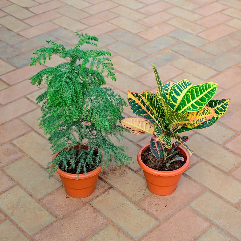 Set of 2 - Araucaria / Christmas Tree & Croton Petra Yellow in 7 Inch Classy Red Plastic Pot