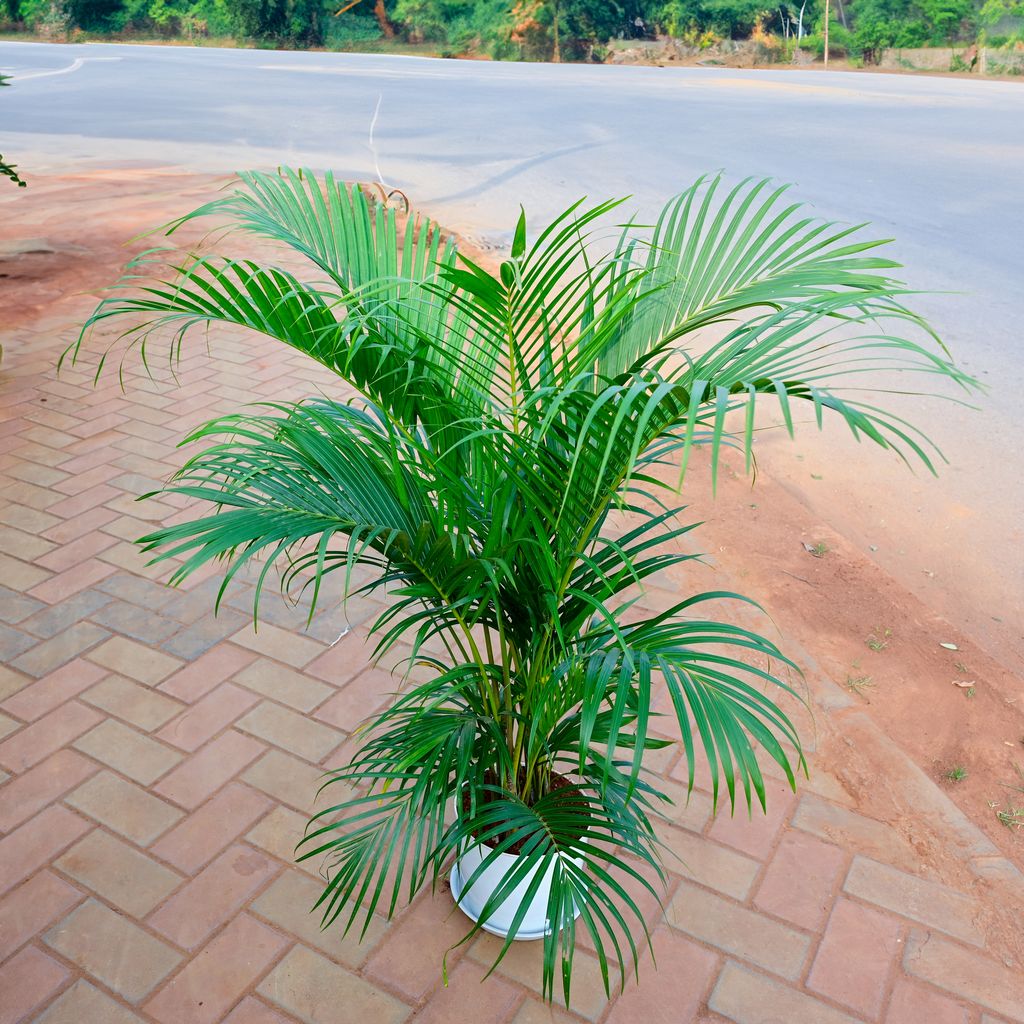 Areca Palm (~ 2 Ft) in 9 Inch White Premium Sphere Plastic Pot with Tray