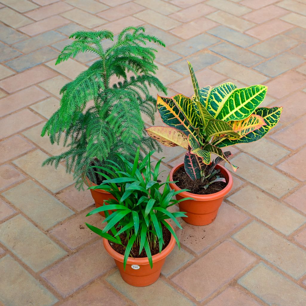 Set of 3 - Areca Palm, Araucaria /Christmas Tree & Croton Patra Yellow in 7 Inch Classy Red Plastic Pot With Tray
