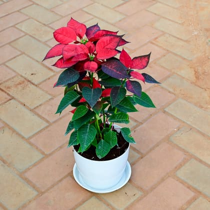 Buy Poinsettia / Christmas Flower Red in 7 Inch White Premium Sphere Plastic Pot with Tray Online | Urvann.com