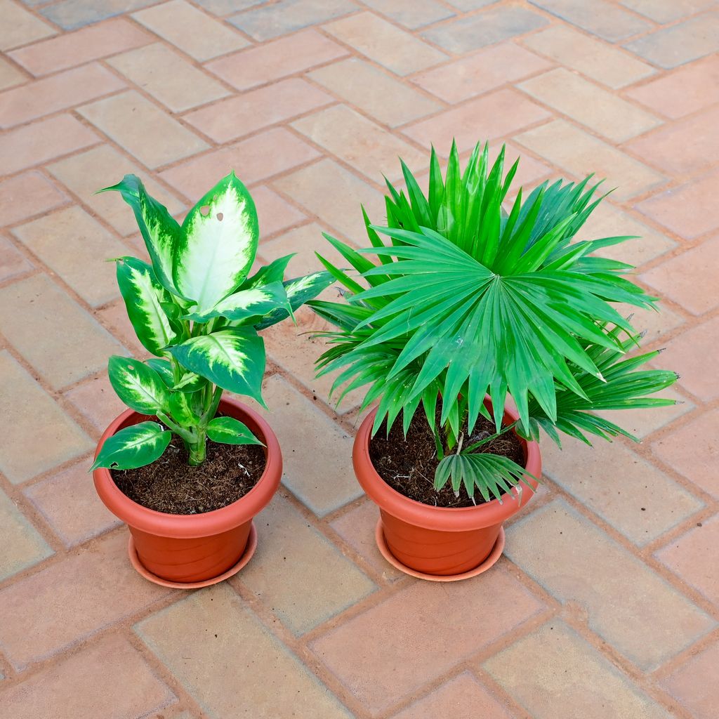 Set of 2 - China / Fan Palm & Dieffenbachia Dumbcane in 7 Inch Classy Red Plastic Pot With Tray