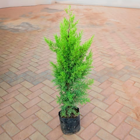 Golden Cypress (~ 1 Ft) in 8 Inch Nursery Bag