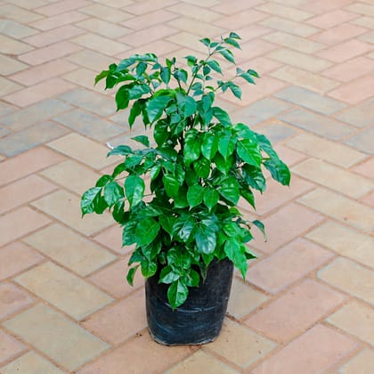 Buy Radermachera / China Doll in 8 Inch Nursery Bag Online | Urvann.com