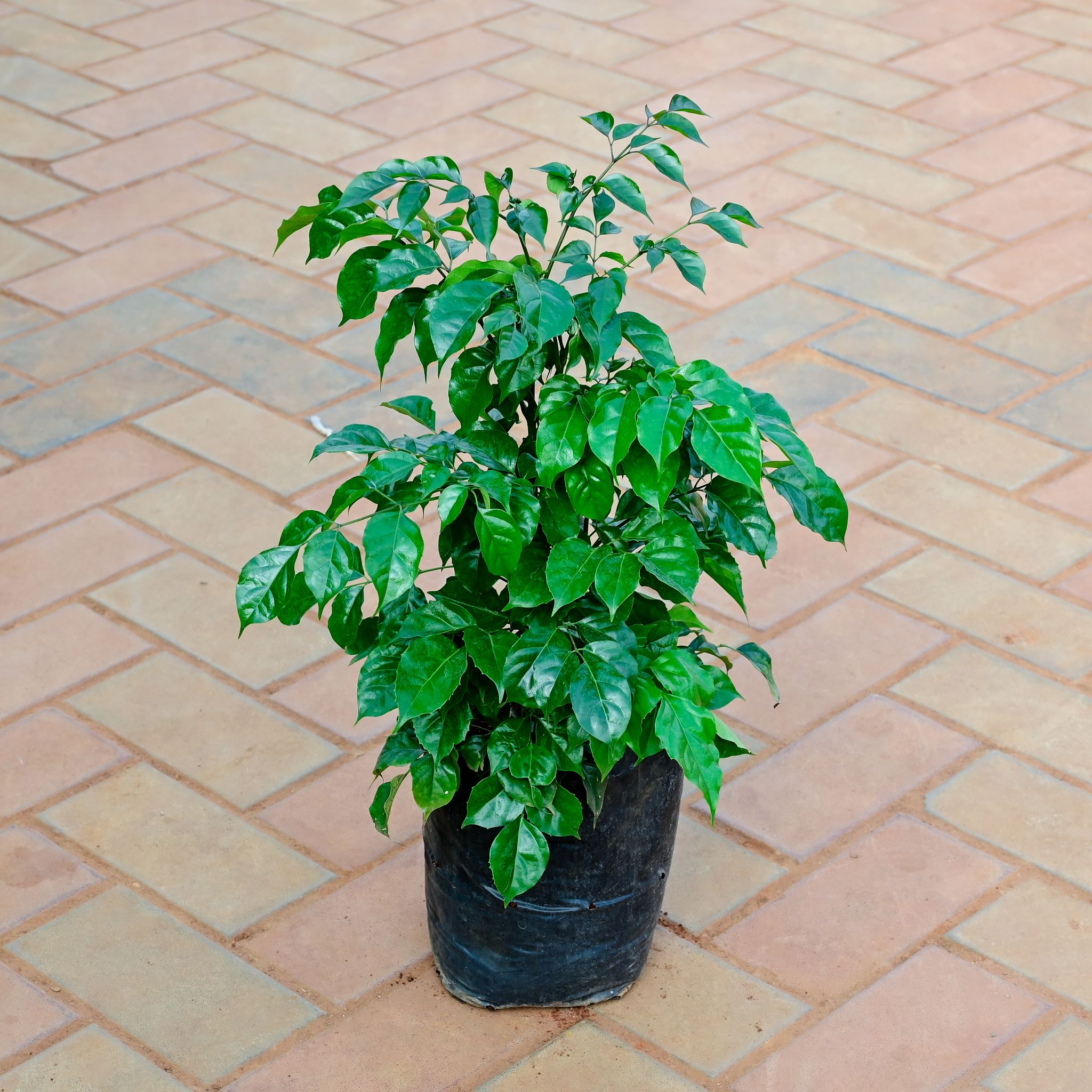 Radermachera / China Doll in 8 Inch Nursery Bag