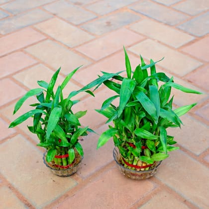 Buy Set of 2 - Lucky Bamboo (2 Layer & 3 Layer) in Glass Pot Online | Urvann.com