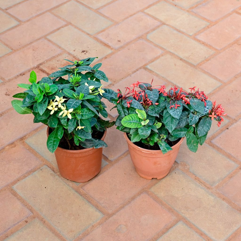 Buy Set of 2 - Ixora (any colour) in 6 Inch Nursery Pot Online | Urvann.com Set of 2 - Ixora (any colour) in 6 Inch Nursery Pot