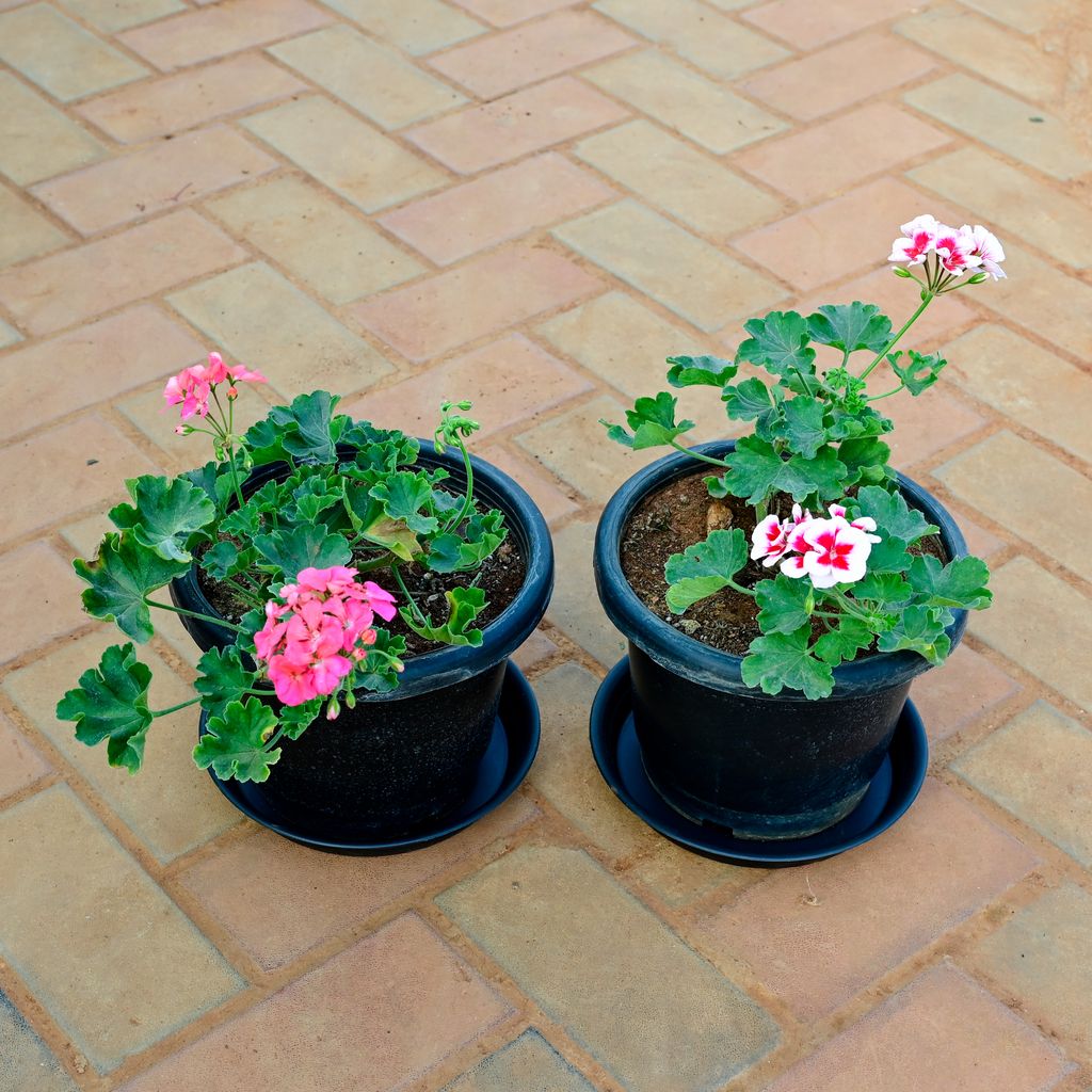 Buy Set of 2 - Geranium (Any Colour) in 10 Inch Black Nursery Pot with Tray Online | Urvann.com Set of 2 - Geranium (Any Colour) in 10 Inch Black Nursery Pot with Tray