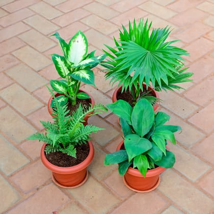 Buy Set of 4 - Peace lily , Fern Green, China / Fan Palm & Dieffenbachia Dumbcane in 7 Inch Red Designer Plastic Pot With Tray Online | Urvann.com