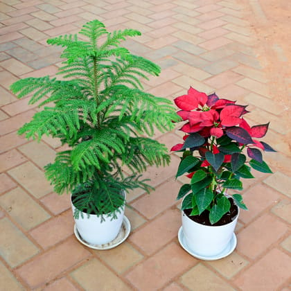 Buy Set of 2 - Araucaria / Christmas Tree & Poinsettia / Christmas Flower Red in 7 Inch White Premium Sphere Plastic Pot with Tray Online | Urvann.com