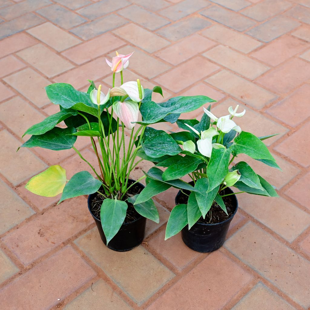 Buy Set of 2 - Anthurium (Any colour) in 6 Inch Nursery Pot Online | Urvann.com Set of 2 - Anthurium (Any colour) in 6 Inch Nursery Pot