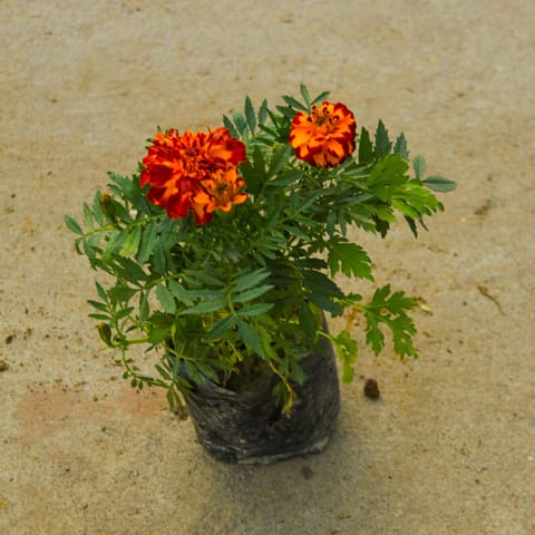Marigold / Genda Jafri (any colour) in 4 Inch Nursery Bag