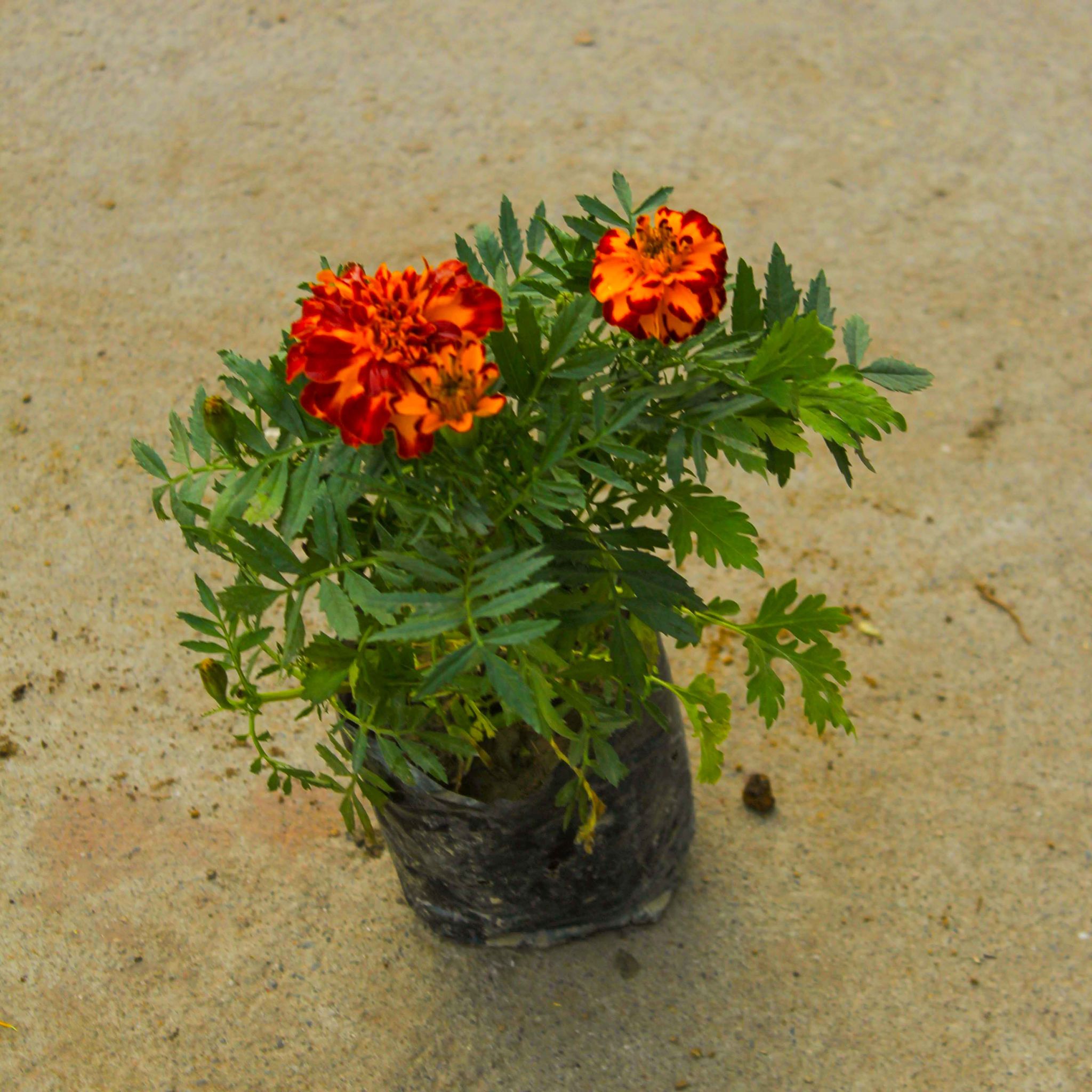 Marigold / Genda Jafri (any colour) in 4 Inch Nursery Bag