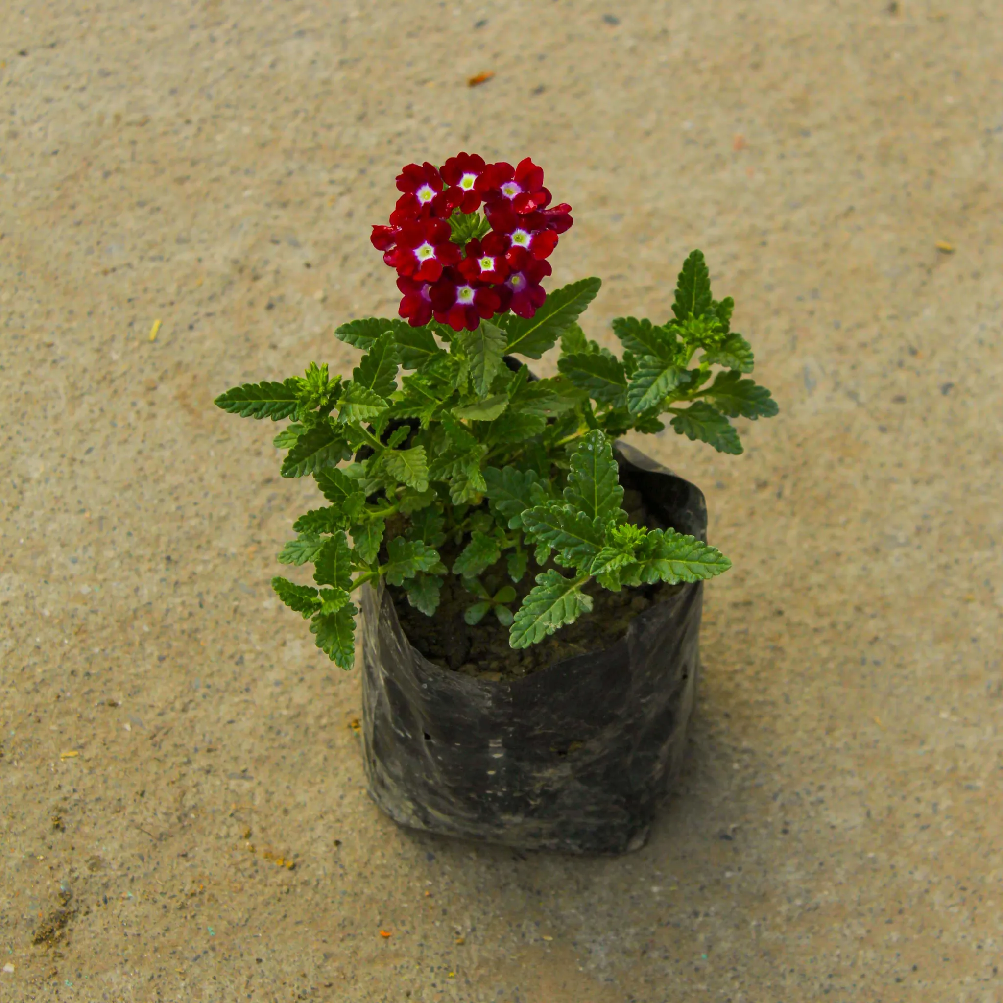 Verbena (any colour) in 4 Inch Nursery Bag