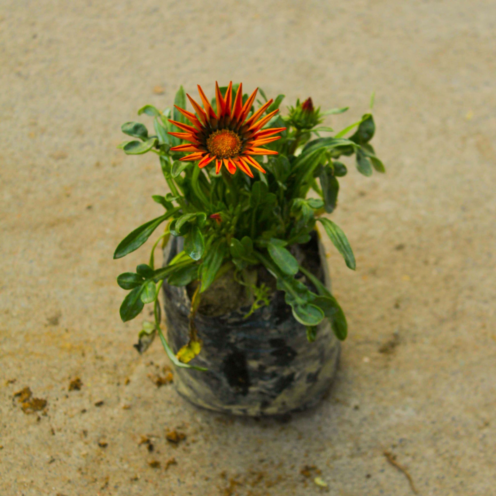 Gazania (any colour) in 4 Inch Nursery Bag