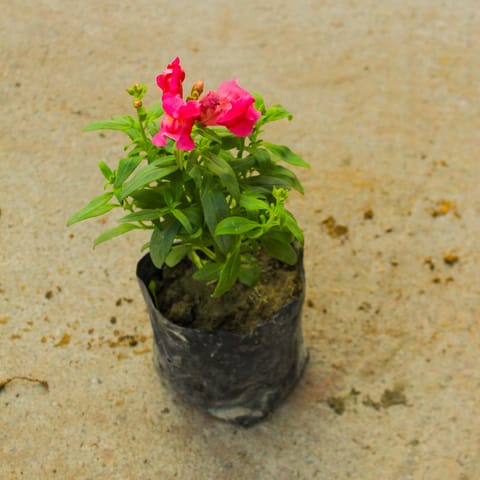 Antirrhinum Majus (Snapdragon) / Dog Flower (any colour) in 4 Inch Nursery Bag