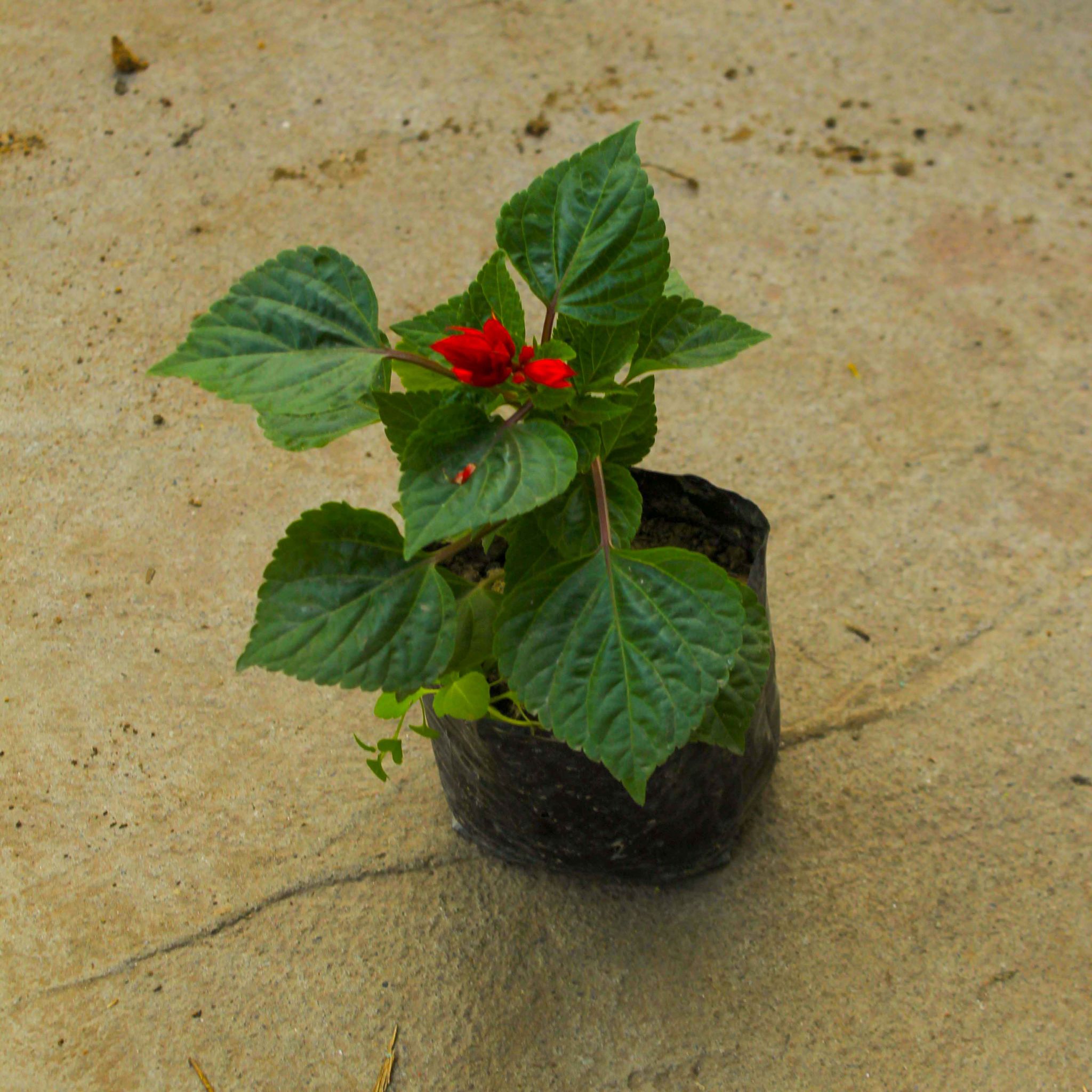 Salvia (any colour) in 4 Inch Nursery Bag