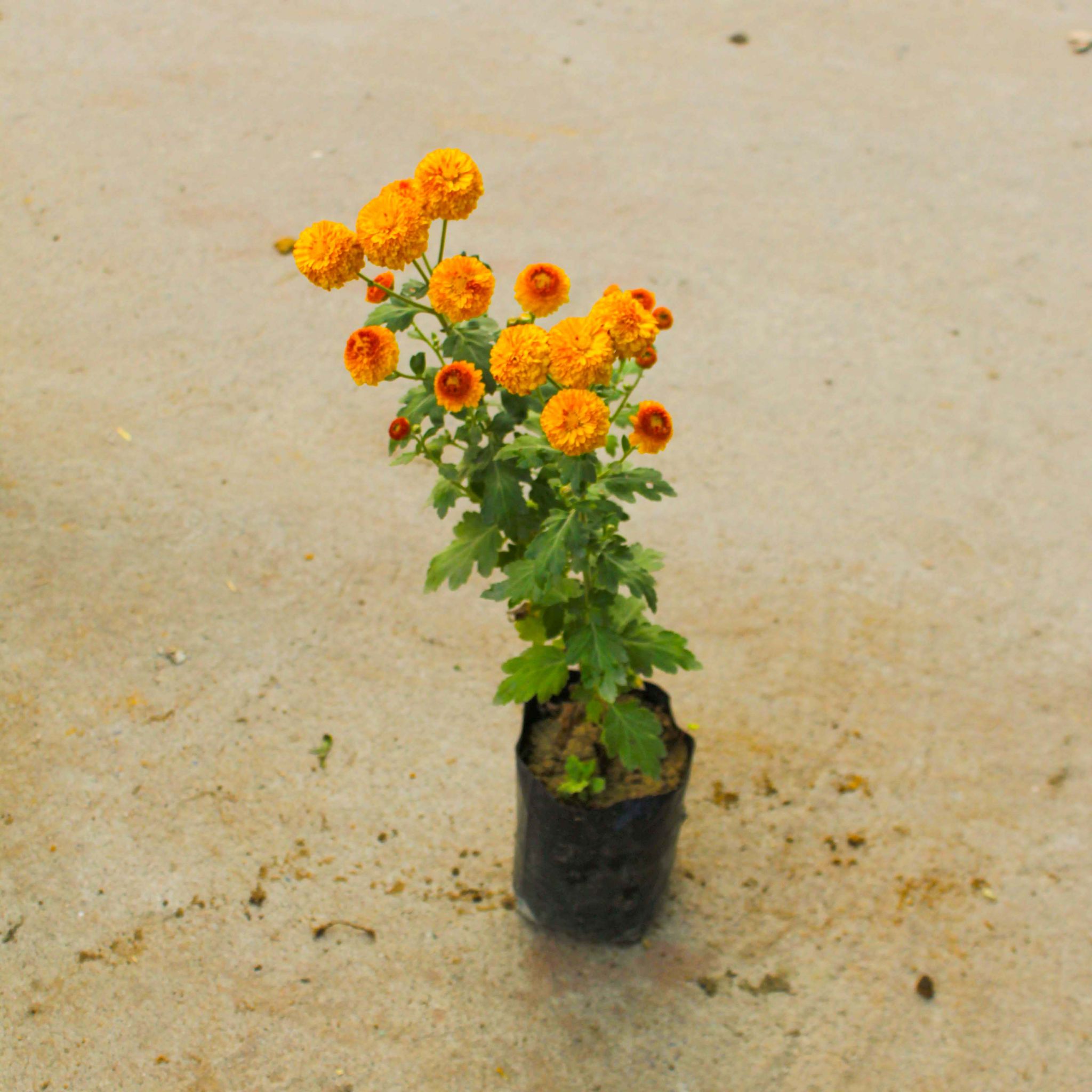 Marigold / Genda (any colour) in 4 Inch Nursery Bag