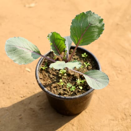 Buy Kale Green in 6 Inch Nursery Pot Online | Urvann.com