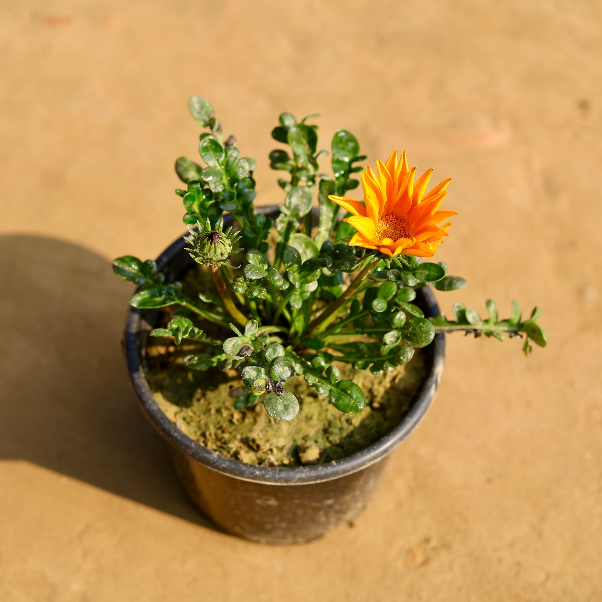 Gazania (any colour) in 6 Inch Nursery Pot