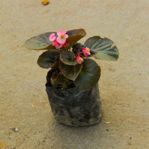 Begonia (any colour) in 4 Inch Nursery Bag