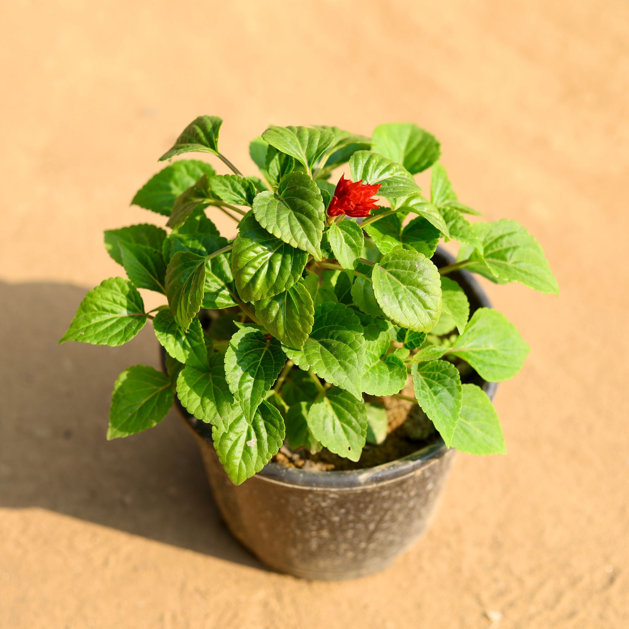 Salvia Red in 6 Inch Nursery Pot