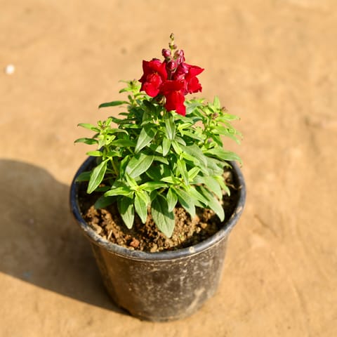 Antirrhinum Majus / Dog Flower (any colour) in 6 Inch Nursery Pot