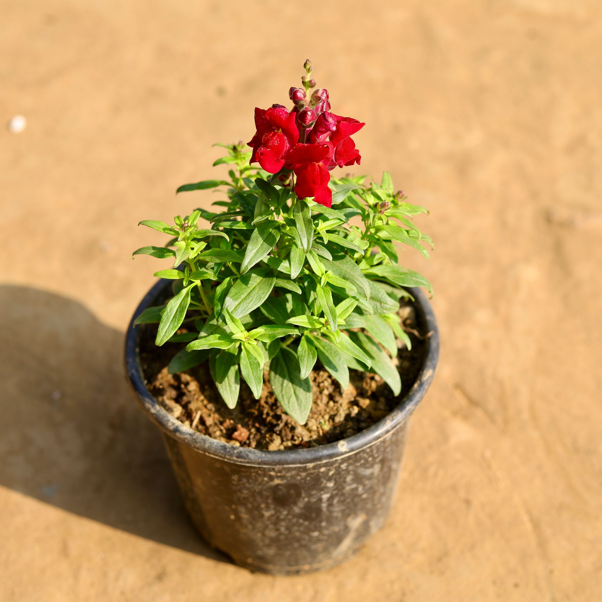 Antirrhinum Majus / Dog Flower (any colour) in 6 Inch Nursery Pot