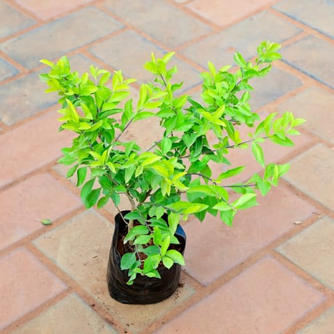 Duranta in 4 Inch Nursery Bag