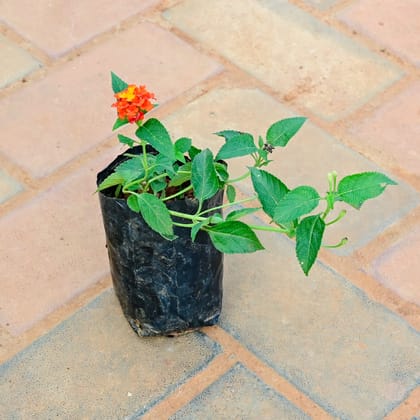 Buy Lantana (any colour) in 3 Inch Nursey Bag Online | Urvann.com