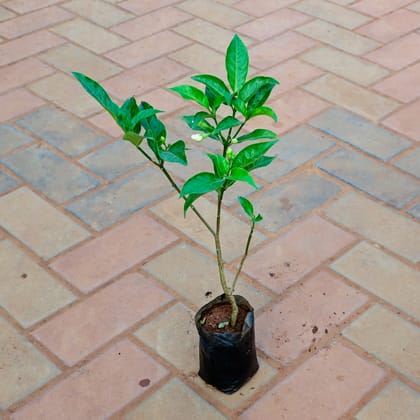 Buy Crepe Jasmine in 4 Inch Nursery Bag Online | Urvann.com