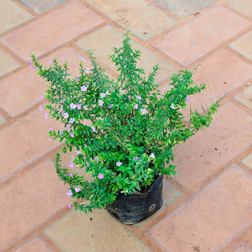 Buy Cuphea / False Heather in 4 Inch Nursery Bag Online | Urvann.com Cuphea / False Heather in 4 Inch Nursery Bag
