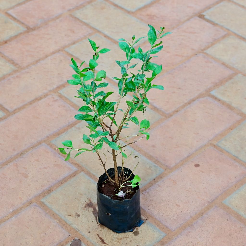 Buy Mehndi / Henna Plant in 4 Inch Nursery Bag Online | Urvann.com Mehndi / Henna Plant in 4 Inch Nursery Bag