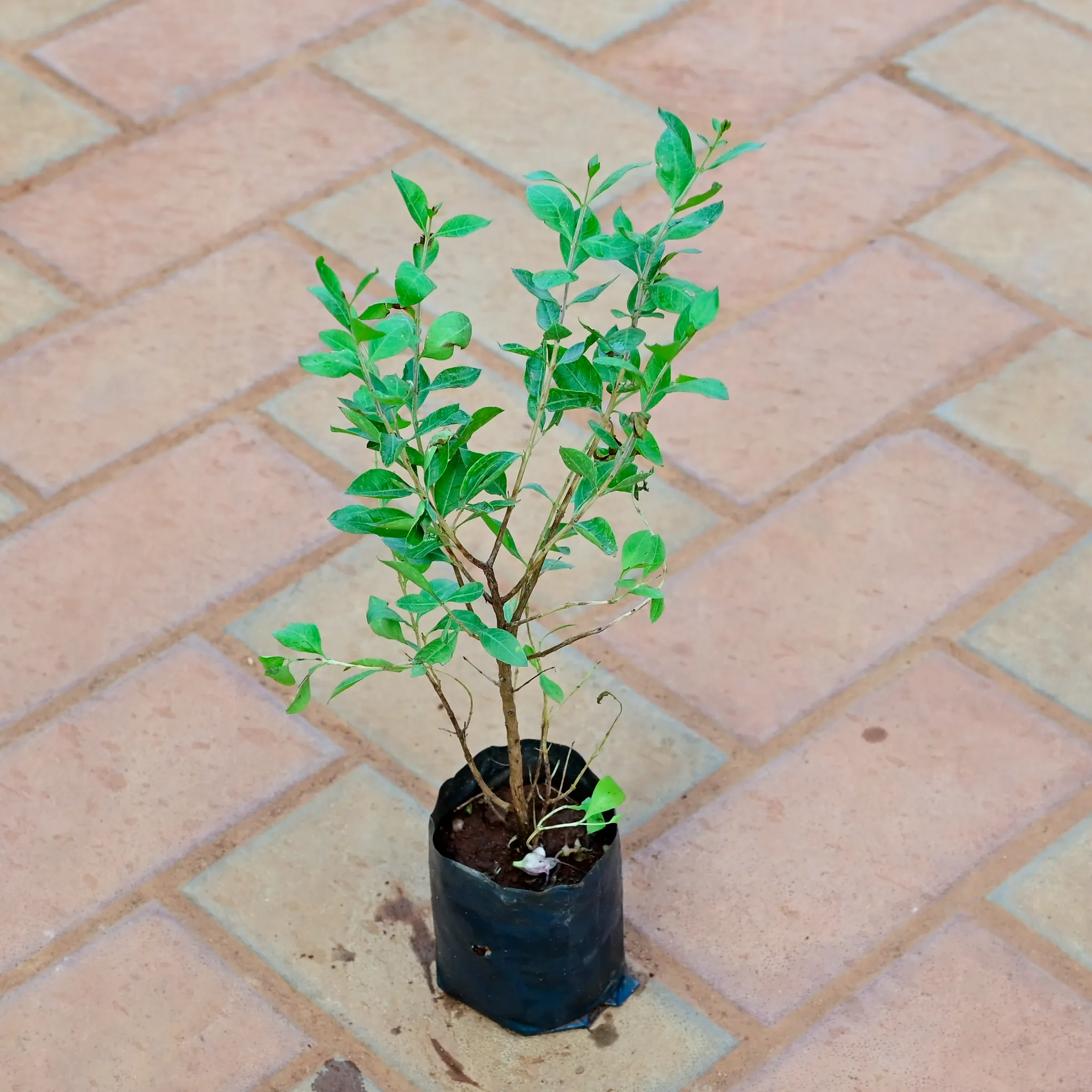 Mehndi / Henna Plant in 4 Inch Nursery Bag